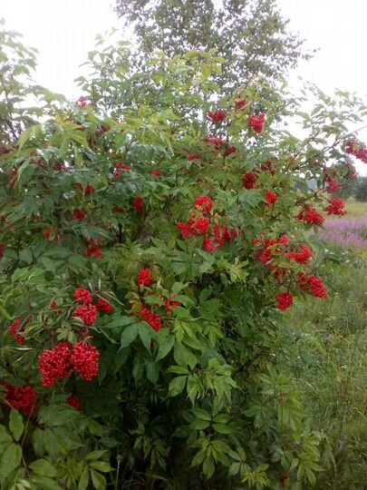 Участок 15 сот. (СНТ, ДНП)