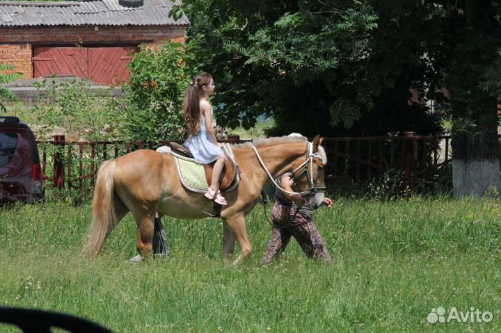 Продаю табун разных лошадей, от Малого до Великого