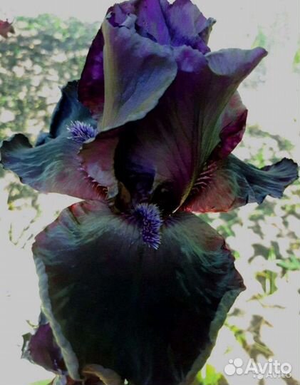 Многолетние растения