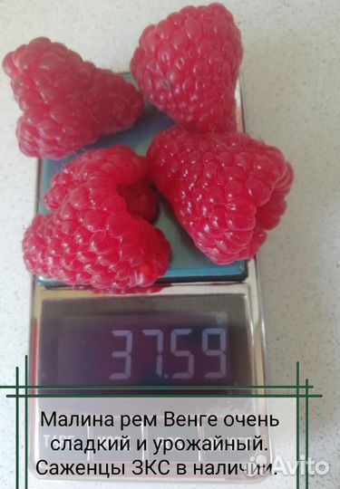 Саженцы и корни малины Венге