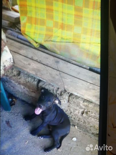 Щенок питбуль в добрые руки