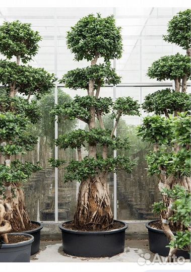 Фикус микрокарпа