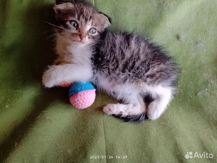 Котенок с сво