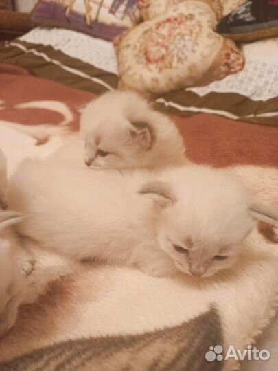 Котята порода Невская маскарадная