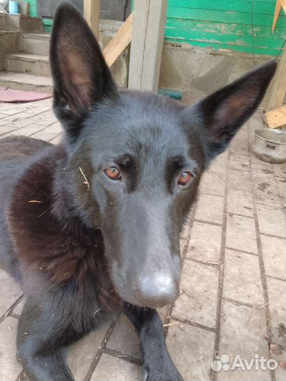 Отдам в добрые руки