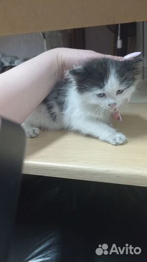 Отдам котёнка