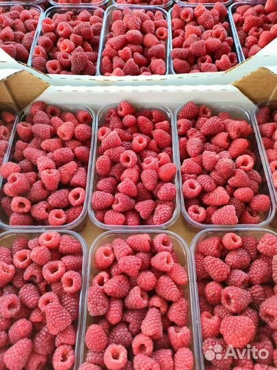 Малина крупноплодная