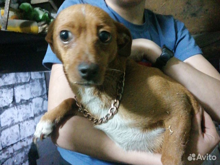 Отдам бесплатно в добрые руки