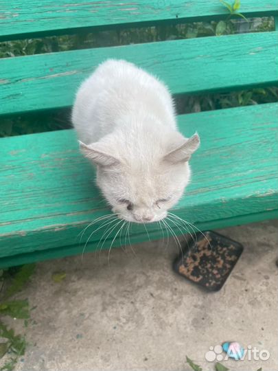 Кошечка ищет дом