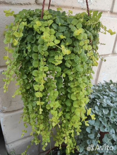 Лизимахия, вербейник монетчатый