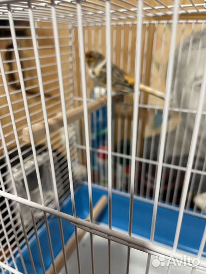 Кенар с клеткой