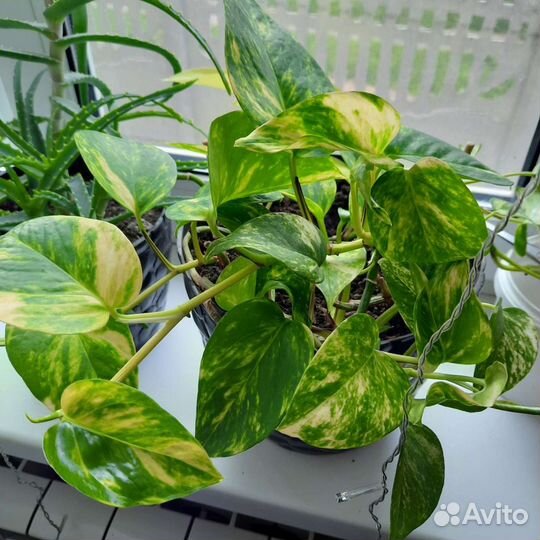 Сциндапсус