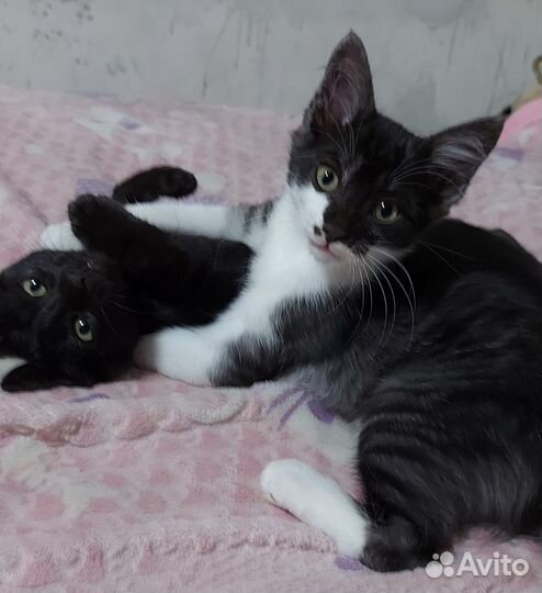 Котята в добрые руки бесплатно