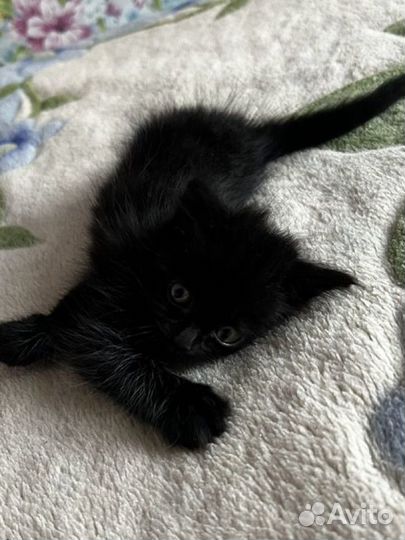 Котенок в добрые руки