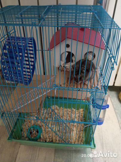 Отдам бесплатно