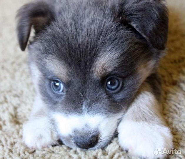 Щенки и собачки в добрые руки