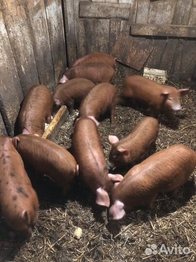 Поросята дюрок+венгерская мангалица