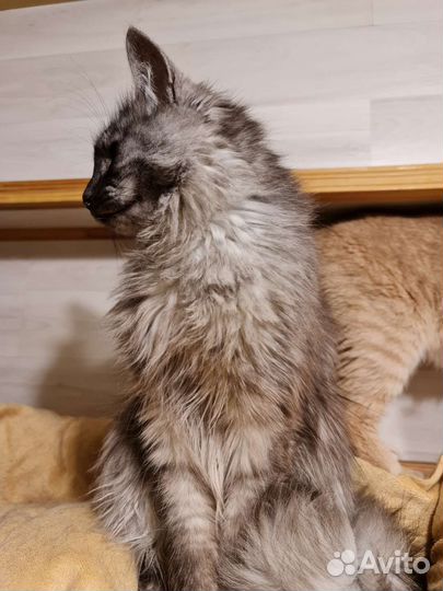 Котя сопливая