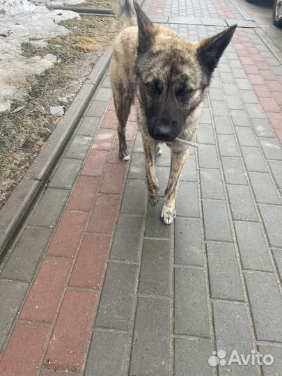 Собака в добрые руки