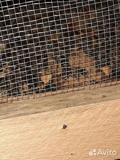 Пчелопакеты карника, карпатка, бакфаст