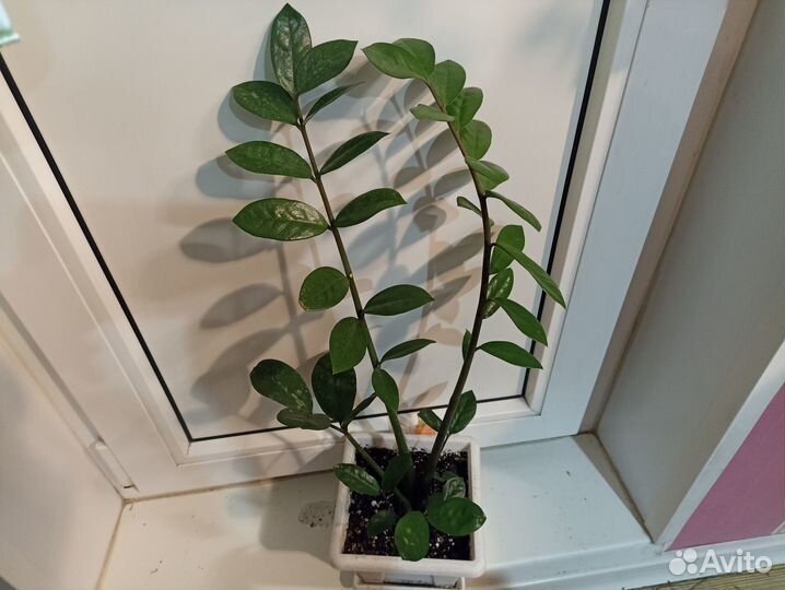 Долларовое дерево