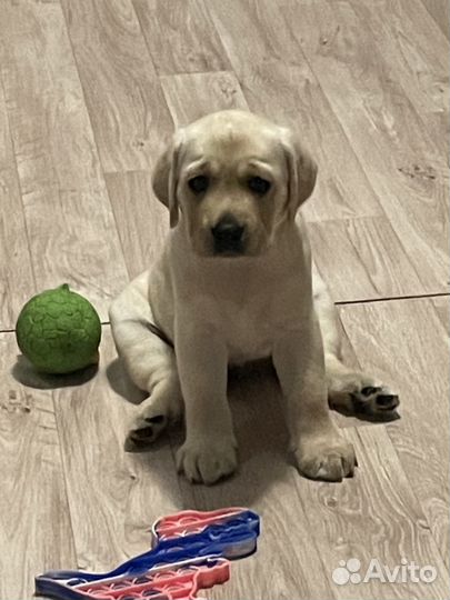 Лабрадор ретривер щенки