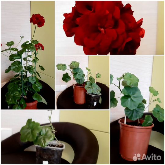 Гарань, пеларгония