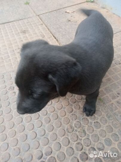 Щенок лобрадора