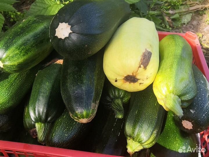Кабачки