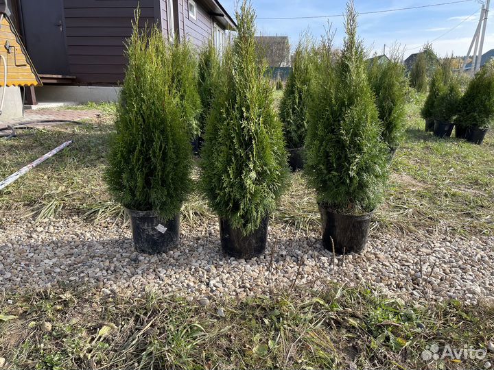 Туи, туя 100 см свежая копка 2023