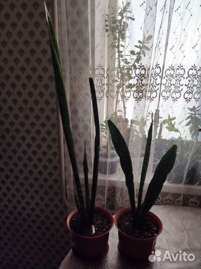 Замиокулькас