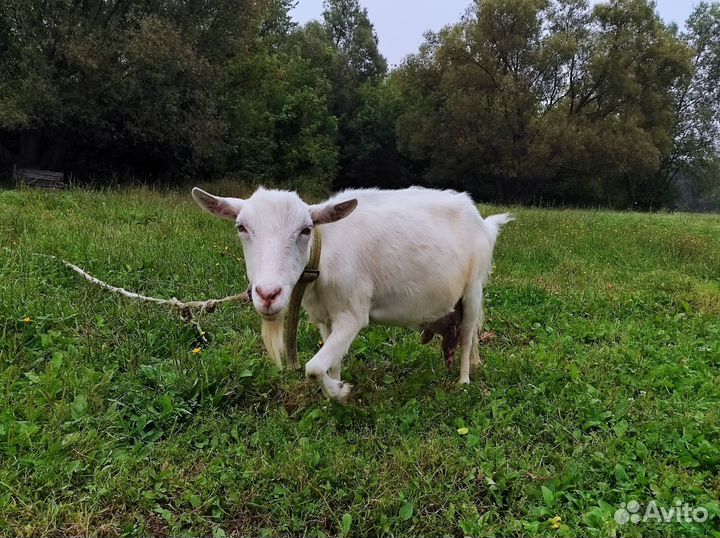 Коза дойная