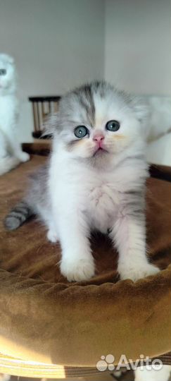 Хайленд фолд, девочка