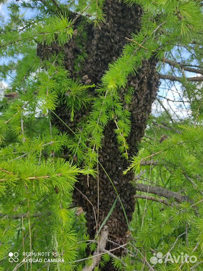 Пчелы среднерусской породы