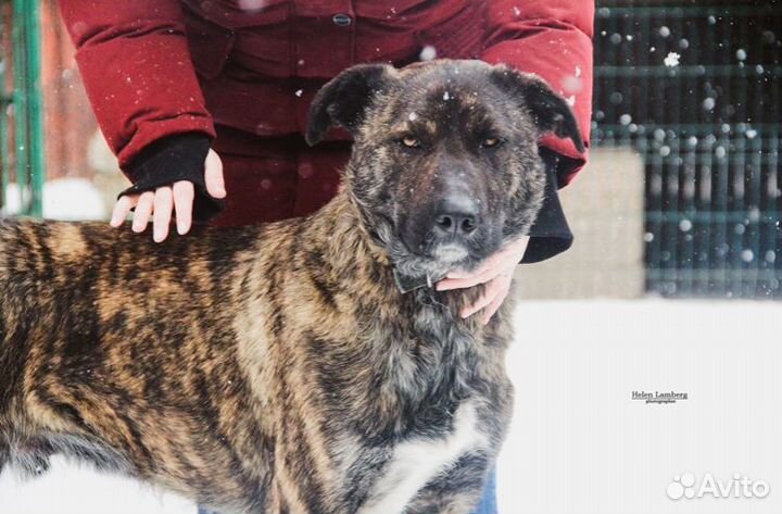 Ищет дом великолепный пес Марк