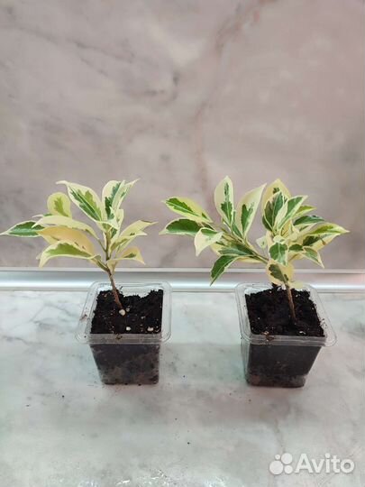 Фикусы сортовые