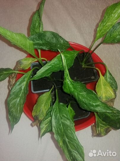 Спатифиллум пестролистный