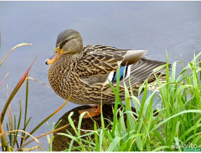 Утки подсадные для охоты