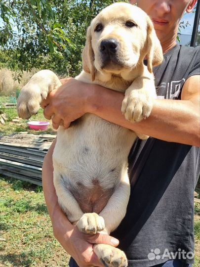 Щенки лабрадора