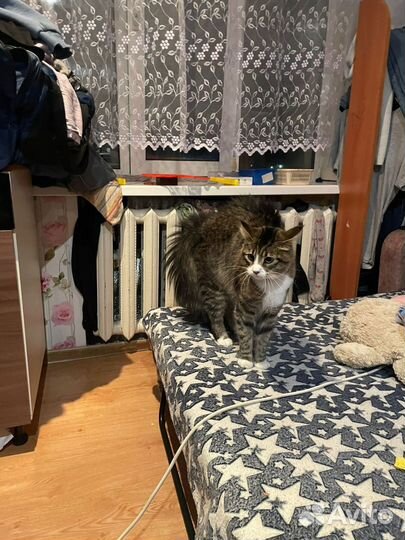 Нужен кот Мейн Кун для вязки