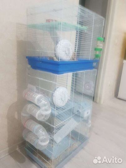 Хомяки сирийские с клеткой