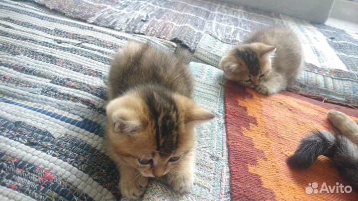 Котята шотландцы