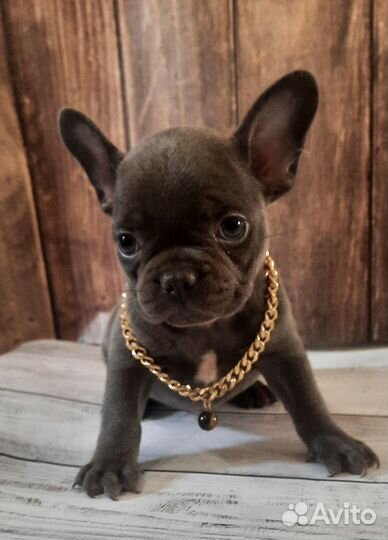 Щенки французского бульдога