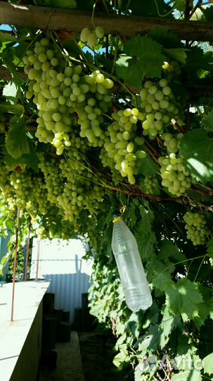 Саженцы кизил,ежевика,фундук,орех,жасмин, виноград