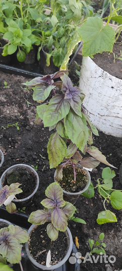 Рассада пряных трав