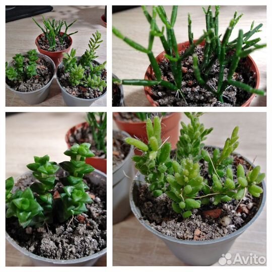 Суккуленты 2