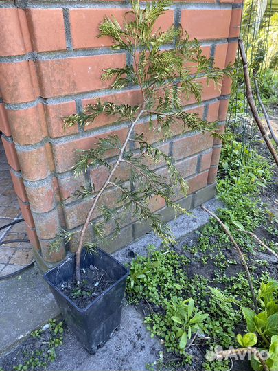 Туя западная Ауреоспиката