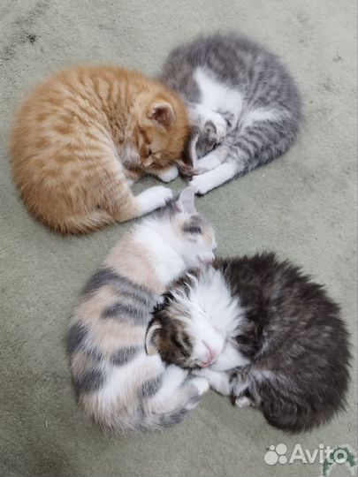 Котята в добрые руки