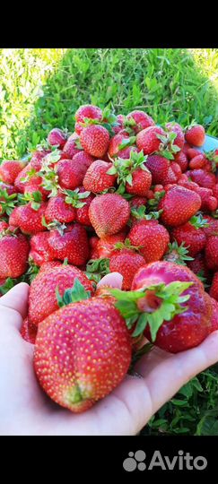 Рассада клубника