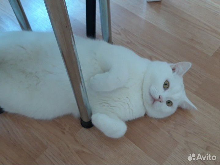Кот